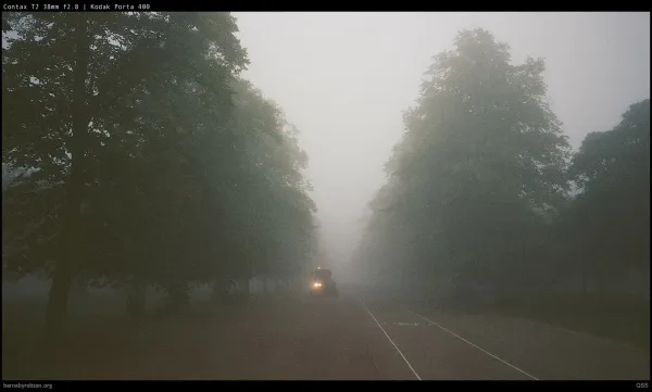A road disappearing into thick morning fog between trees, shot on film.