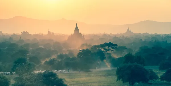 Hazy view of Bagan temples, trees, cattle, person, and car on a dirt road.